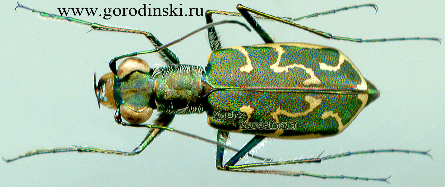 http://www.gorodinski.ru/cicindela/Cylindera elisae atroelytrata.jpg